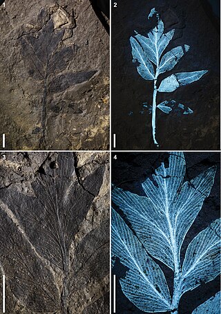 <i>Komlopteris</i> Extinct genus of seed fern