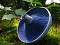 An image of the gills of Lactarius indigo