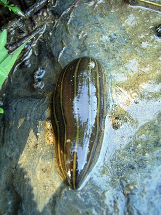 <i>Hirudo</i> Genus of annelids