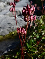 Leptarrhena pyrolifolia