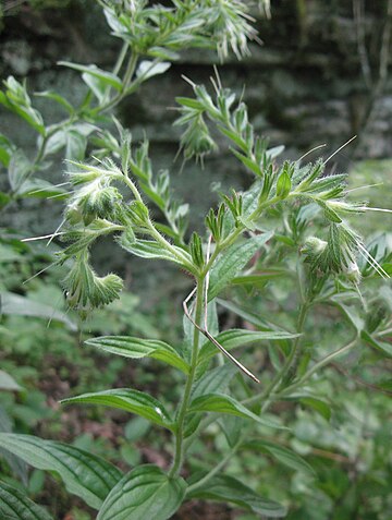 Lithospermum parviflorum