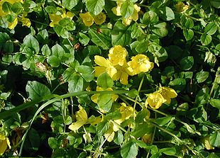 Pengebladet fredløs (Lysimachia nummularia).