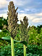 Millet Farm In Ghana, Africa.jpg