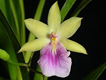 Miltonia regnellii
This species shows the widest flower color variation among Miltonia species; they can vary from white to yellow, pink and lilac with labelli also from white to dark purple. Miltonia regnellii cz.jpg