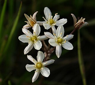 <i>Muilla maritima</i> species of plant