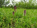 Neotinea ustulata Germany - Zeutern