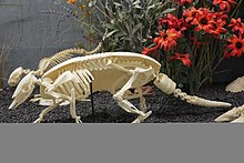 Armadillo skeleton, with shell made of osteoderms (displayed at the Museum of Osteology) Nine-banded armadillo 2.jpg