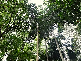 <i>Normanbya</i> Monotypic genus of palm endemic to Queensland