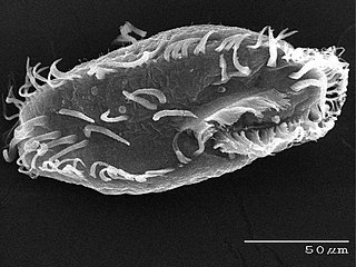 <span class="mw-page-title-main">Intramacronucleata</span> Subphylum of single-celled organisms