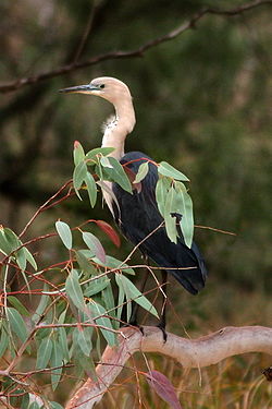 large bird partly hidden by foliage