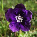 Phacelia parryi