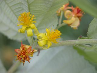 <i>Grewia asiatica</i> Species of flowering plant in the family Malvaceae