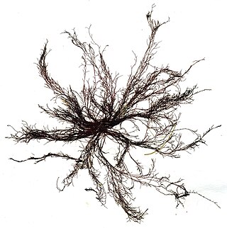 <i>Polysiphonia</i> Genus of algae