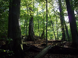 <span class="mw-page-title-main">Temperate deciduous forest</span> Deciduous forest in the temperate regions