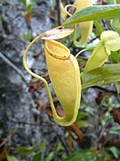 Nepenthes sp. Misool