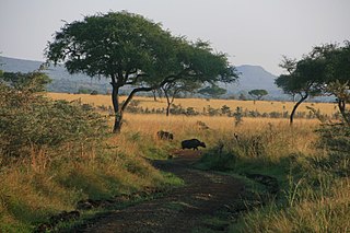 <span class="mw-page-title-main">Ruma National Park</span> National park Nyanza Province, Kenya