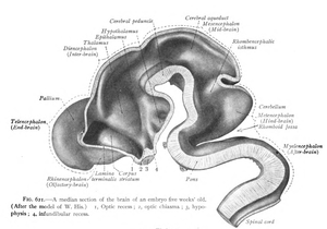 CNS seen in a median section of a 5-week-old embryo.