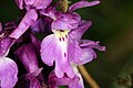 Orchis mascula Deutschland - Hessen Main-Kinzig-Kreis Steinau bei Schlüchtern