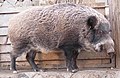 Sus scrofa leucomystax