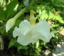 Tabernaemontana divaricata (una apocinácea), tubo, garganta y lóbulos.