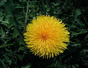 Almindelig mælkebøtte (Taraxacum officinale).