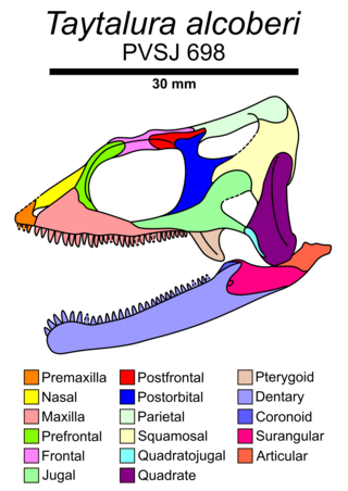 <i>Taytalura</i> Extinct genus of reptiles