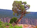 Gunnison'un Black Kanyonu Ulusal Parkı'nda kanyon üstünde ağaç