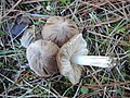 Tricholoma orirubens