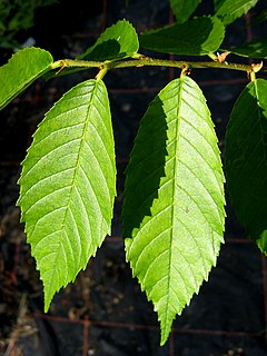 <i>Ulmus mexicana</i> species of plant