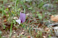 Vicia peregrina