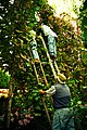 Vendanges au Portugal sur des vignes menées en enforcado (vinho verde)