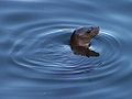 A California Sea Lion sticking its head out of the water