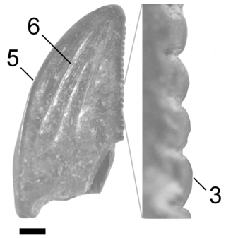 <i>Zapsalis</i> Extinct genus of dinosaurs