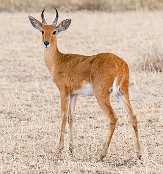 <span class="mw-page-title-main">Bohor reedbuck</span> Species of mammal