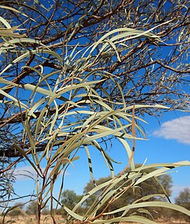 <i>Acacia sericophylla</i> Species of legume