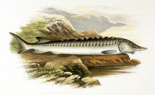 <span class="mw-page-title-main">European sea sturgeon</span> Species of fish