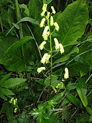 Aconitum umbrosum