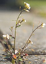 Arabidopsis thaliana, growing from between a crack in a sidewalk; it is considered a key model organism in plant genetics. Arabidopsis thaliana.jpg