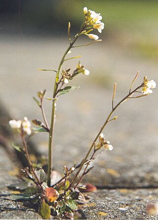 <i>Arabidopsis thaliana</i> Model plant species in the family Brassicaceae