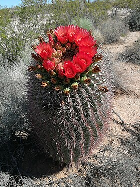 Ferocactus wislizeni habitat near Florence, Arizona.