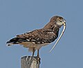 Thumbnail for File:Black-chested snake-eagle (Circaetus pectoralis).jpg