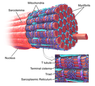 <span class="mw-page-title-main">Myofibril</span> Contractile element of muscle