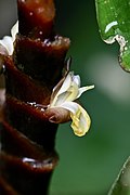 Close-up of flower