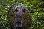 Thumbnail for File:Capivara no Taim.jpg