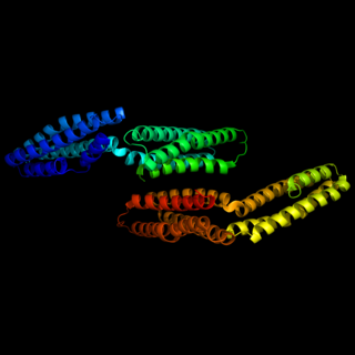 α-Catenin Primary protein link between cadherins and the actin cytoskeleton