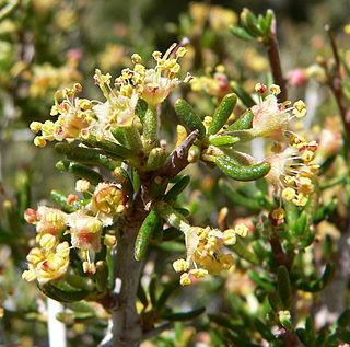 <i>Cercocarpus</i> Genus of flowering plants