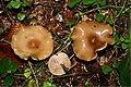 Clitocybe umbilicata