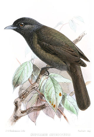 <span class="mw-page-title-main">Riverside tyrant</span> Species of bird