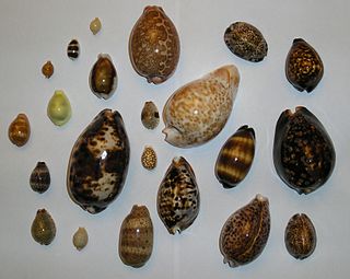 <span class="mw-page-title-main">Littorinimorpha</span> Order of gastropods