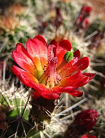 Claret cup cactus